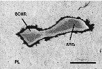 Click Here for Larger Schreibersite Image