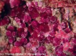 Click Here for Larger Erythrite Image