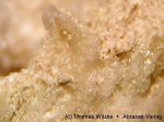 Click Here for Larger Larderellite Image