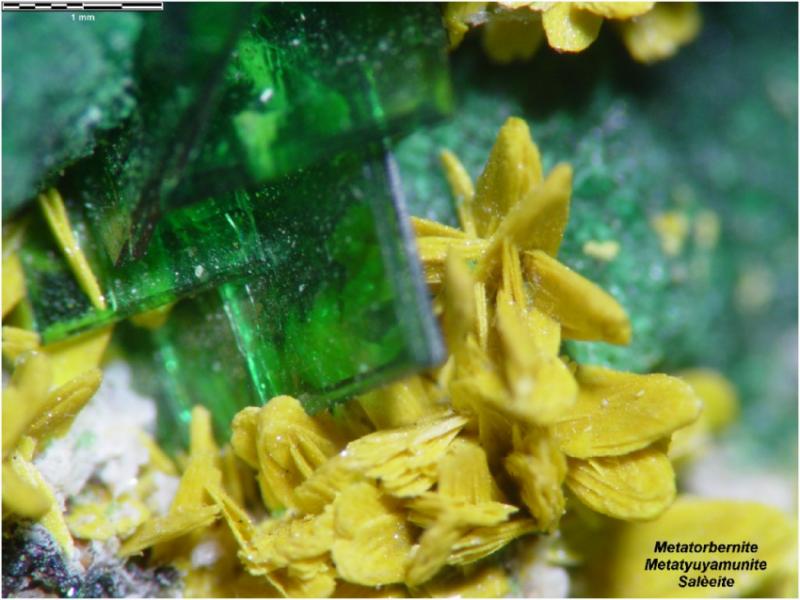 Large Metatorbernite Image