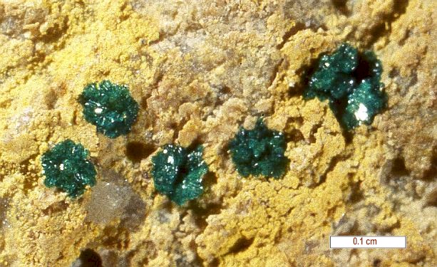 Large Paratacamite Image