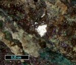 Click Here for Larger Umangite Image