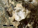 Click Here for Larger Sacrofanite Image