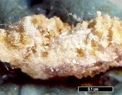 Large Larsenite Image